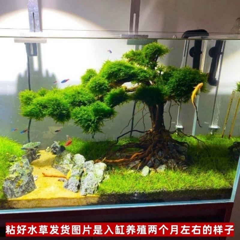 Professional Eco-Friendly Wood - đánh giá và giá Resin Art With Wood