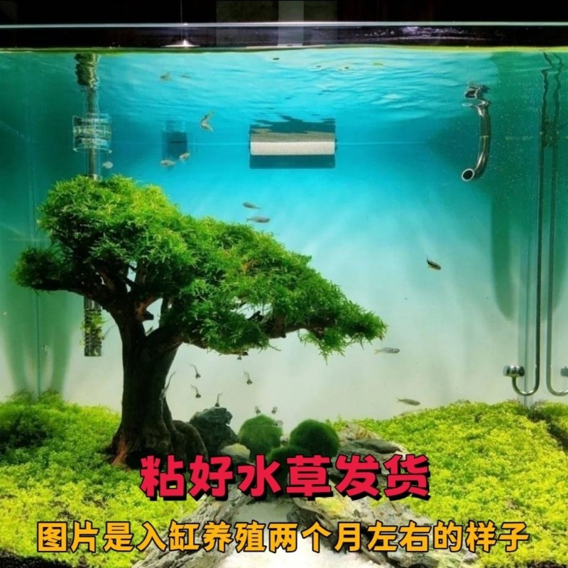 Professional Eco-Friendly Wood - đánh giá và giá Resin Art With Wood