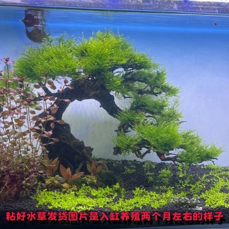 Professional Eco-Friendly Wood - đánh giá và giá Resin Art With Wood